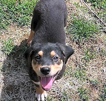 Photo of WAGS