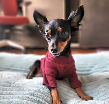 Photo of Canna