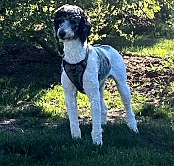 Photo of Muppet