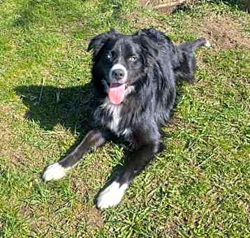 Photo of Kovu