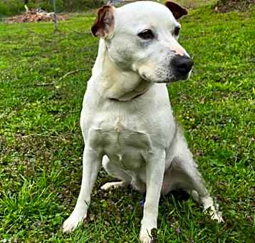 Photo of Bailey