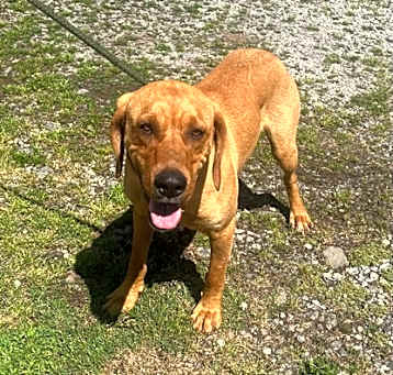 Photo of Rusty