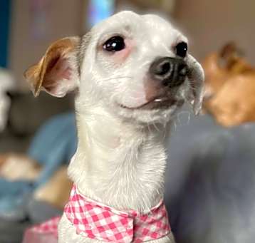 Photo of Sundae