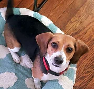 Photo of Dixie.