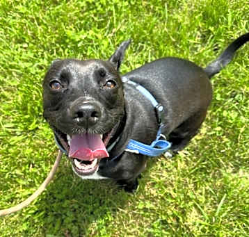 Photo of Otis