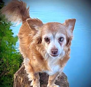 Photo of Bohdi
