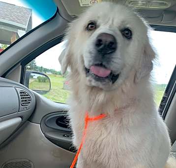 Photo of Snowball (Snowy, Snow)