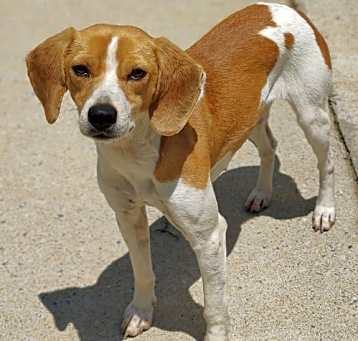 Photo of Willow