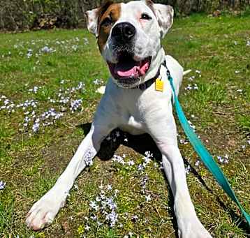 Photo of Otis