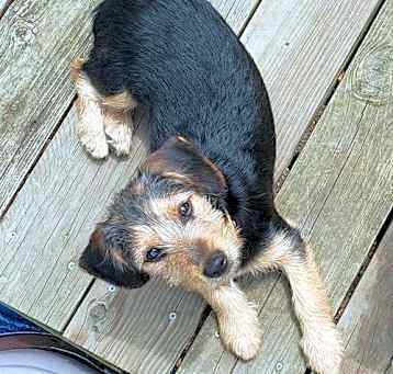 Photo of Grace-PENDING ADOPTION