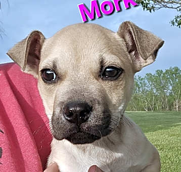 Photo of Mork