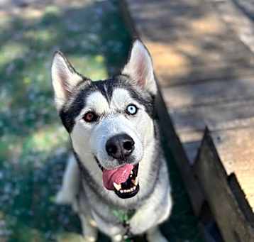 Photo of Mylo