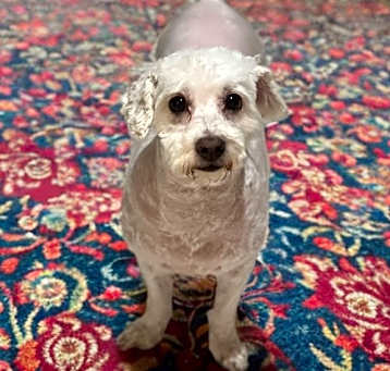 Photo of Dutchess