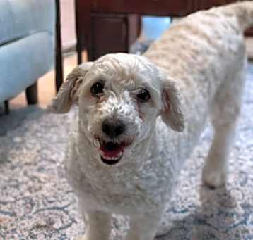 Photo of Cooper