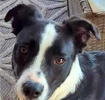 Photo of Clyde