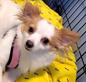 Photo of Mabel
