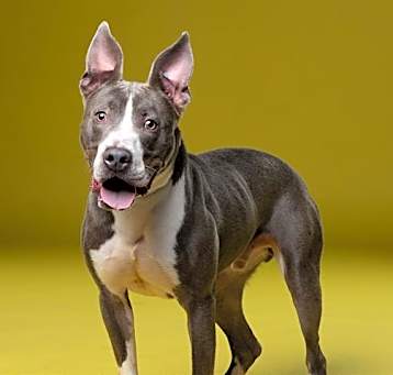 Photo of DUECE