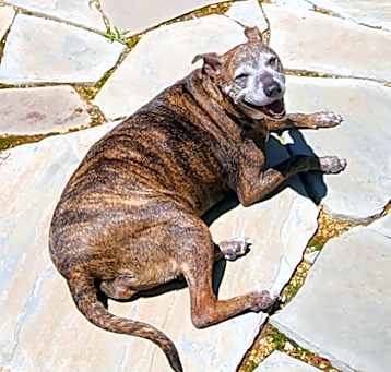 Photo of Cheyenne