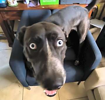Photo of Loki