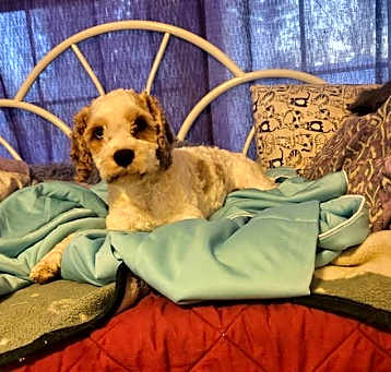 Photo of Goose