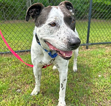 Photo of Peanut