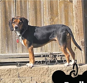 Photo of Benji
