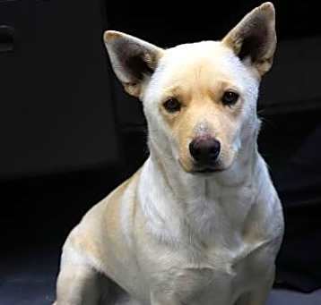 Photo of Bella Dog