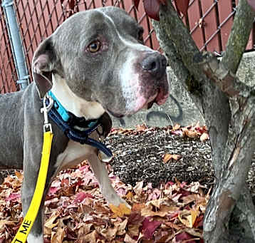 Photo of GRAYSON