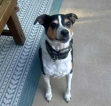 Photo of Scooter