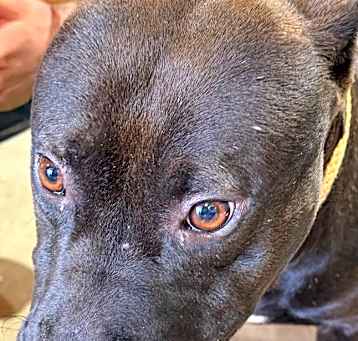 Photo of Archie
