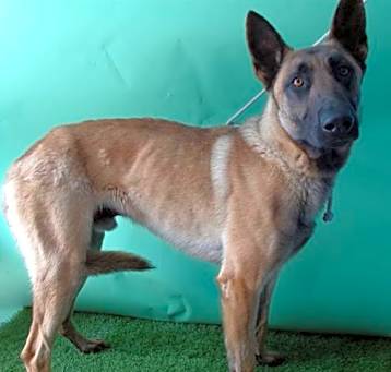 Photo of BRUNO