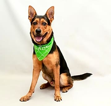 Photo of ARIES