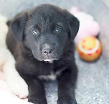 Photo of Sheba
