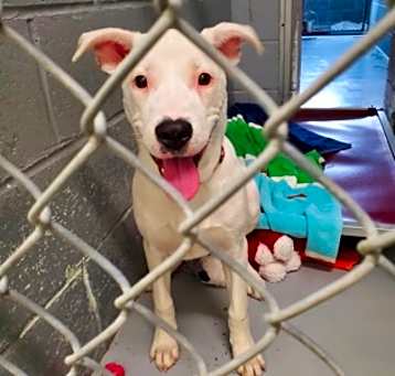 Photo of Roxy