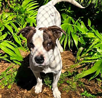 Photo of Bud