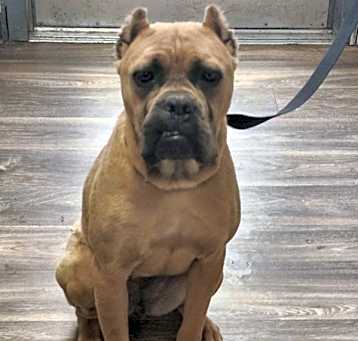 Photo of Snickerdoodle