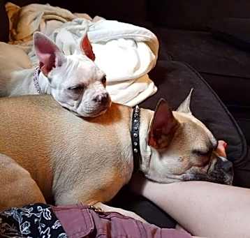 Photo of Abbey and Rocco