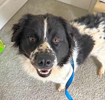 Photo of Samson