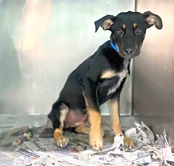 Photo of Hamlet 