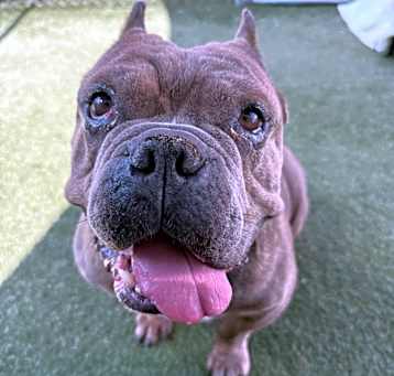 Photo of Tyson 