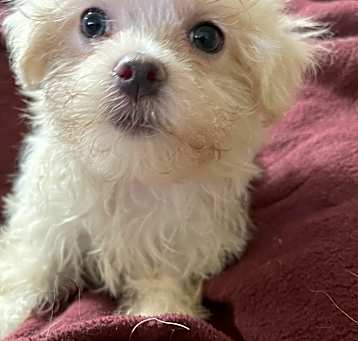 Photo of Buttercup