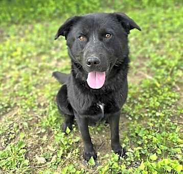 Photo of Shadow