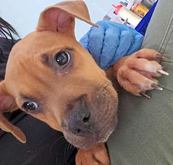 Photo of Dakota - Adoptable Awaiting S/N