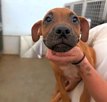 Photo of Lavonia - Adoptable Awaiting S/N