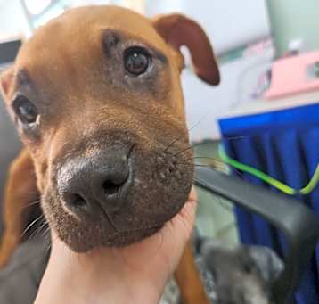 Photo of Myers - Adoptable Awaiting S/n
