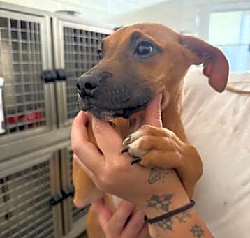 Photo of Lavinia - Adoptable awaiting s/n