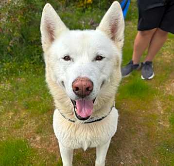 Photo of Krypto
