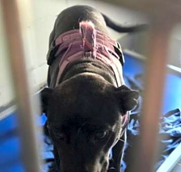 Photo of Apache