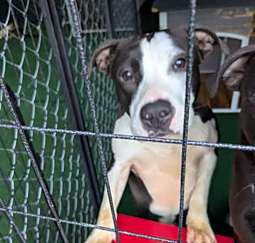 Photo of Spot
