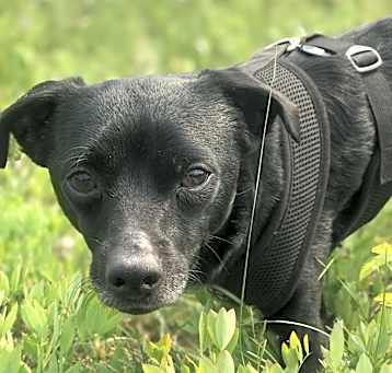 Photo of Oso
